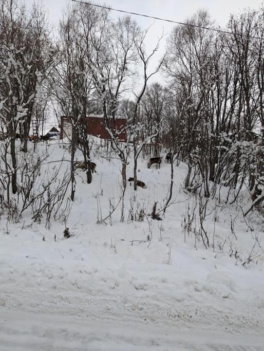 Koselig Leilighet Naer Bussholdeplass Og Natur. Tromsø Extérieur photo