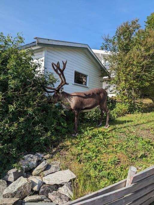 Koselig Leilighet Naer Bussholdeplass Og Natur. Tromsø Extérieur photo